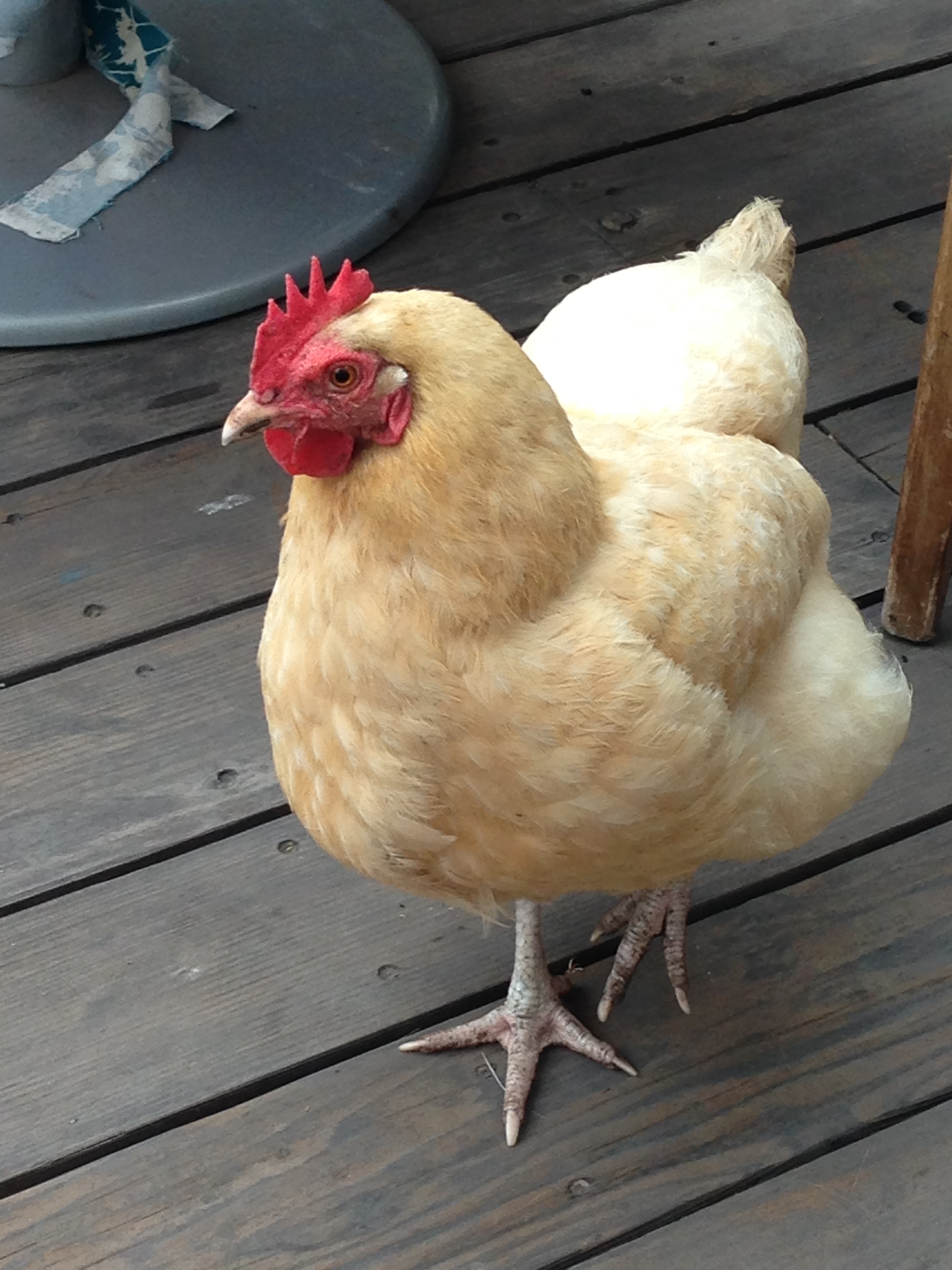 Egg provider at Xandra and David's